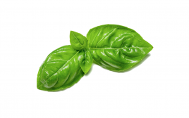Simply Fresh Green Basil-LG   Box  250 grams